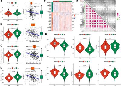 Identification of immune related molecular subtypes and prognosis model for predicting prognosis, drug resistance in cervical squamous cell carcinoma